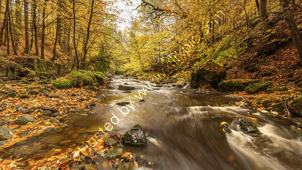 Teesdale Autumn Stream