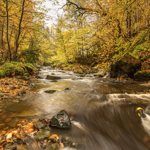 Teesdale Autumn Stream