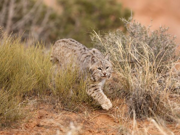 Bobcat In Grass