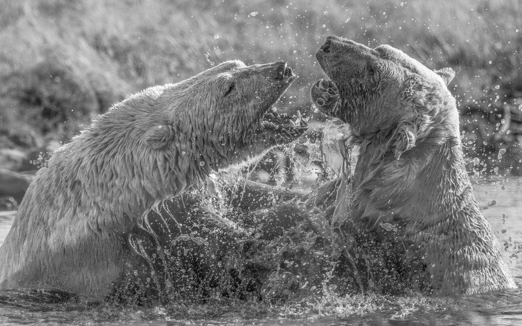 Two Muddy Bears
