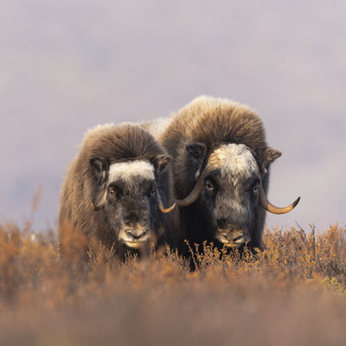 Two Musk Ox