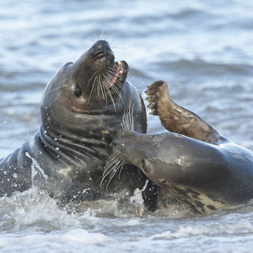 Two Seals