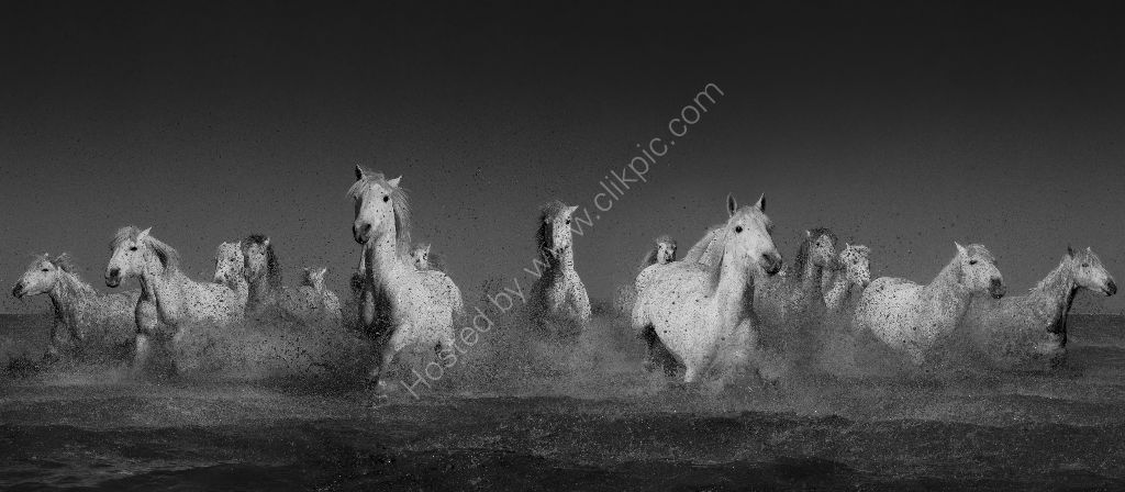 Camargue Horses 1