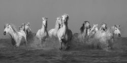 Camargue Horses 13