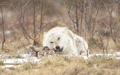 Wolf Feeding copy