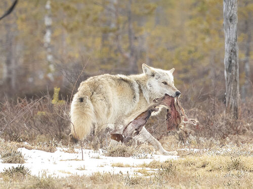 Wolf and Meat copy