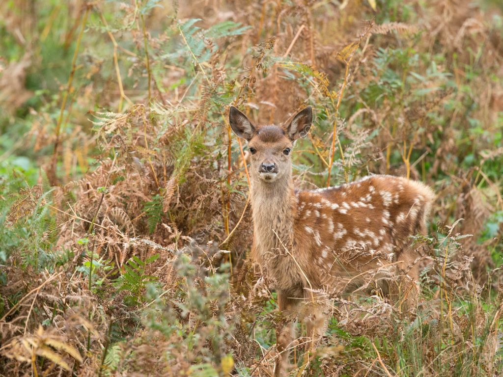 Young Deer