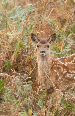 Young Deer