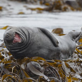 Laughing Seal