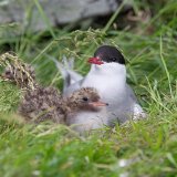 Arctic Turn and Chicks