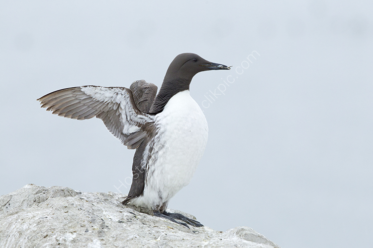 Guillimot on Rock