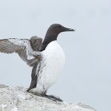 Guillimot on Rock