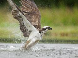 Osprey 3