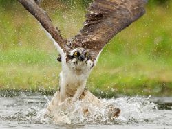 Osprey Fishing