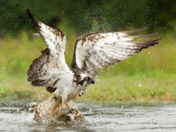 Osprey 5