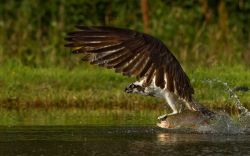 Osprey and Rainbow Trout