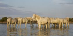 Camargue Horses 5