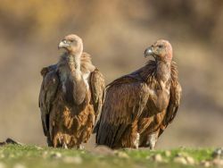 Griffon Vultures