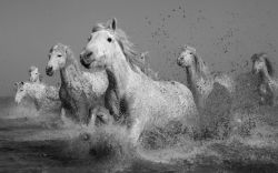 Camargue Horses 8