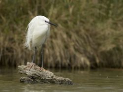 Little Egret in the Wind