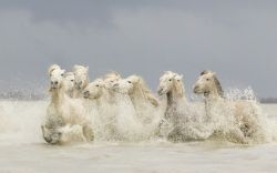 Camargue Horses 9