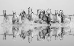 Camargue Horses 3