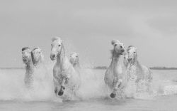 Camargue Horses 9