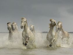 Camargue Horses 4