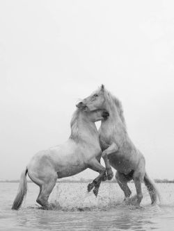 Camargue Horses 11