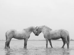 Camargue Horses 12