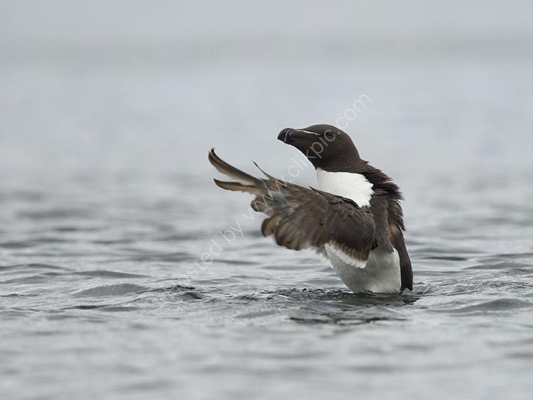 Razorbill in Sea