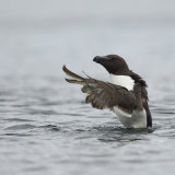 Razorbill in Sea