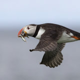 Flying Puffin