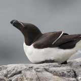 Razorbill