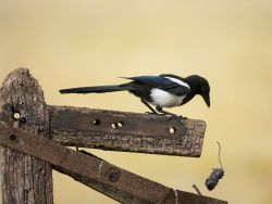 Magpie Drops Mouse