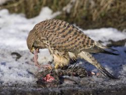 Kestrel Eats Rabbit