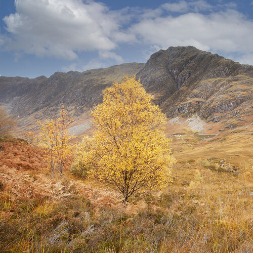 Autumn Tree