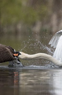 Mute Swan v Canada Goose