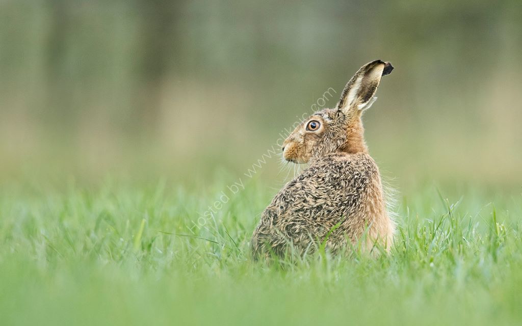 Hare In Field