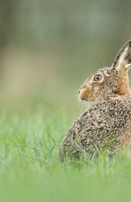 Hare In Field