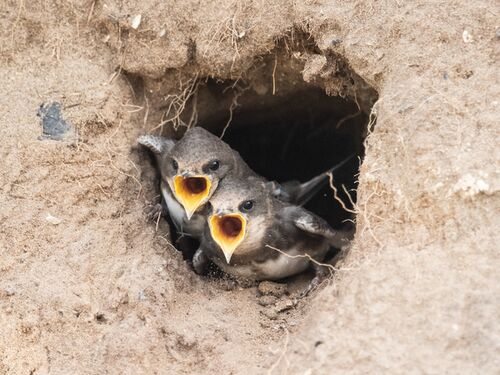 Sand Martins