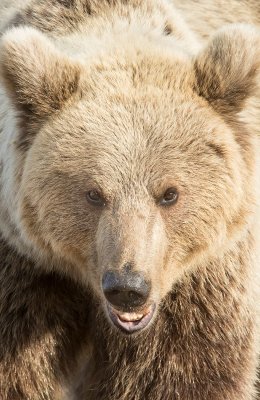 Female Bear