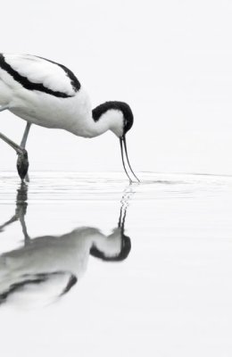 Avocet Reflection
