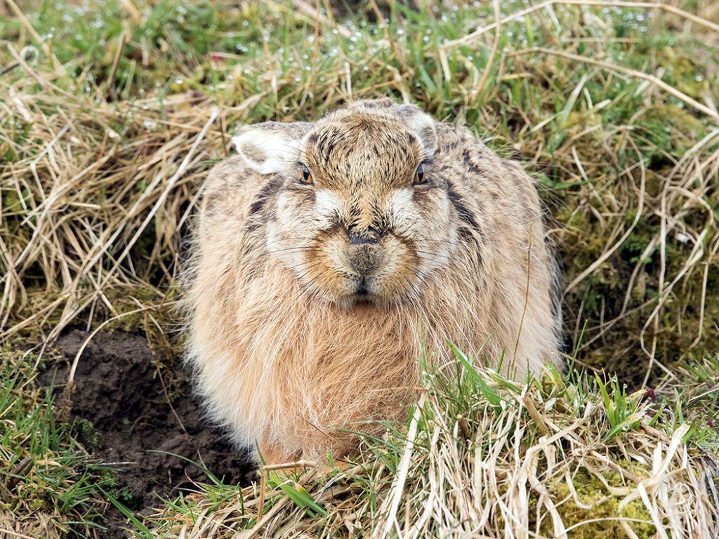 Brown Hare at Springtime