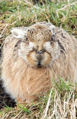 Brown Hare at Springtime