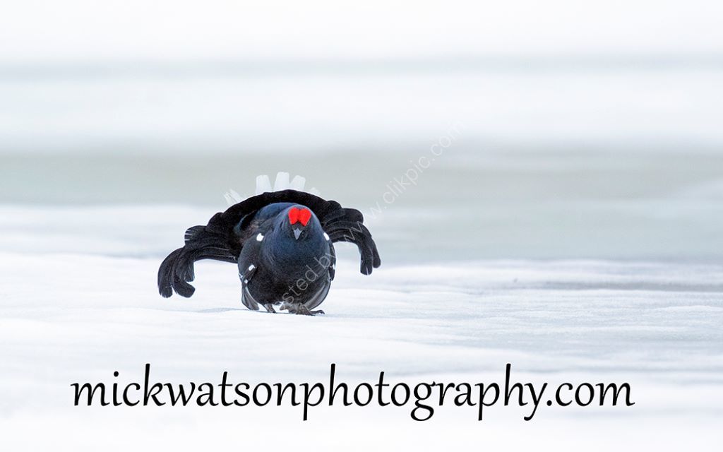 On an Icefield