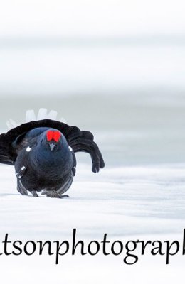 On an Icefield