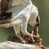 Feeding Osprey