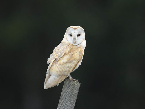 Bird of Prey