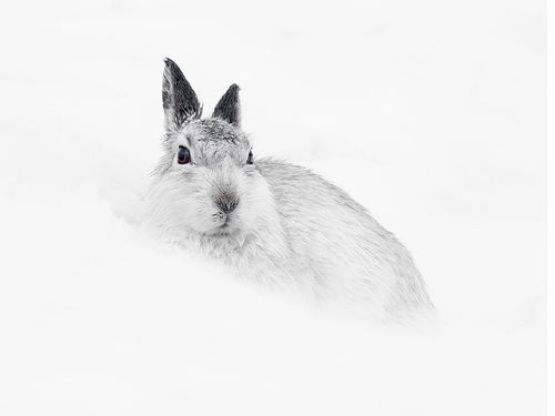 Hare in damp Snow